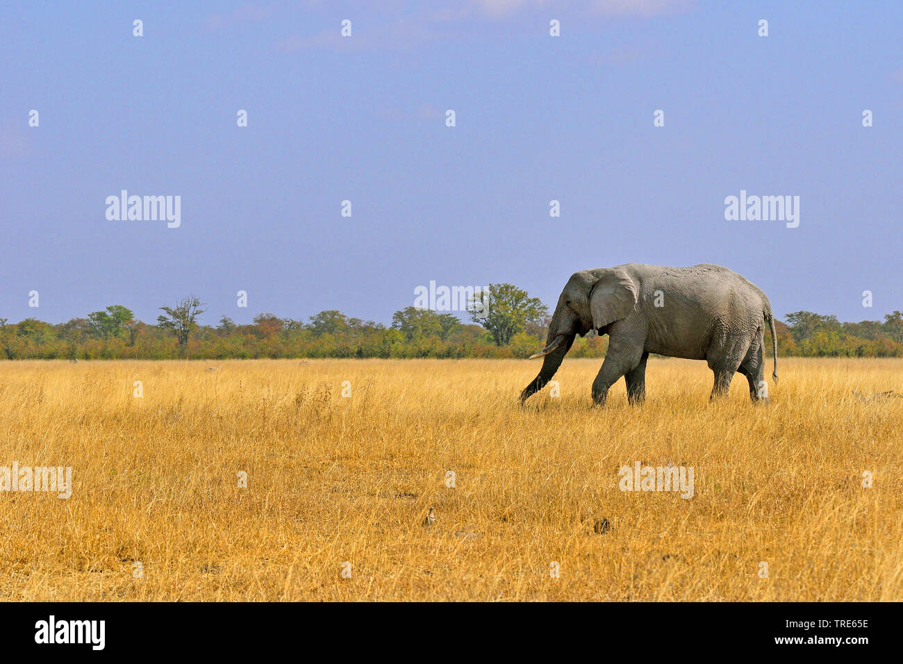 Elefante africano (Loxodonta africana), nella savana, Namibia Foto Stock