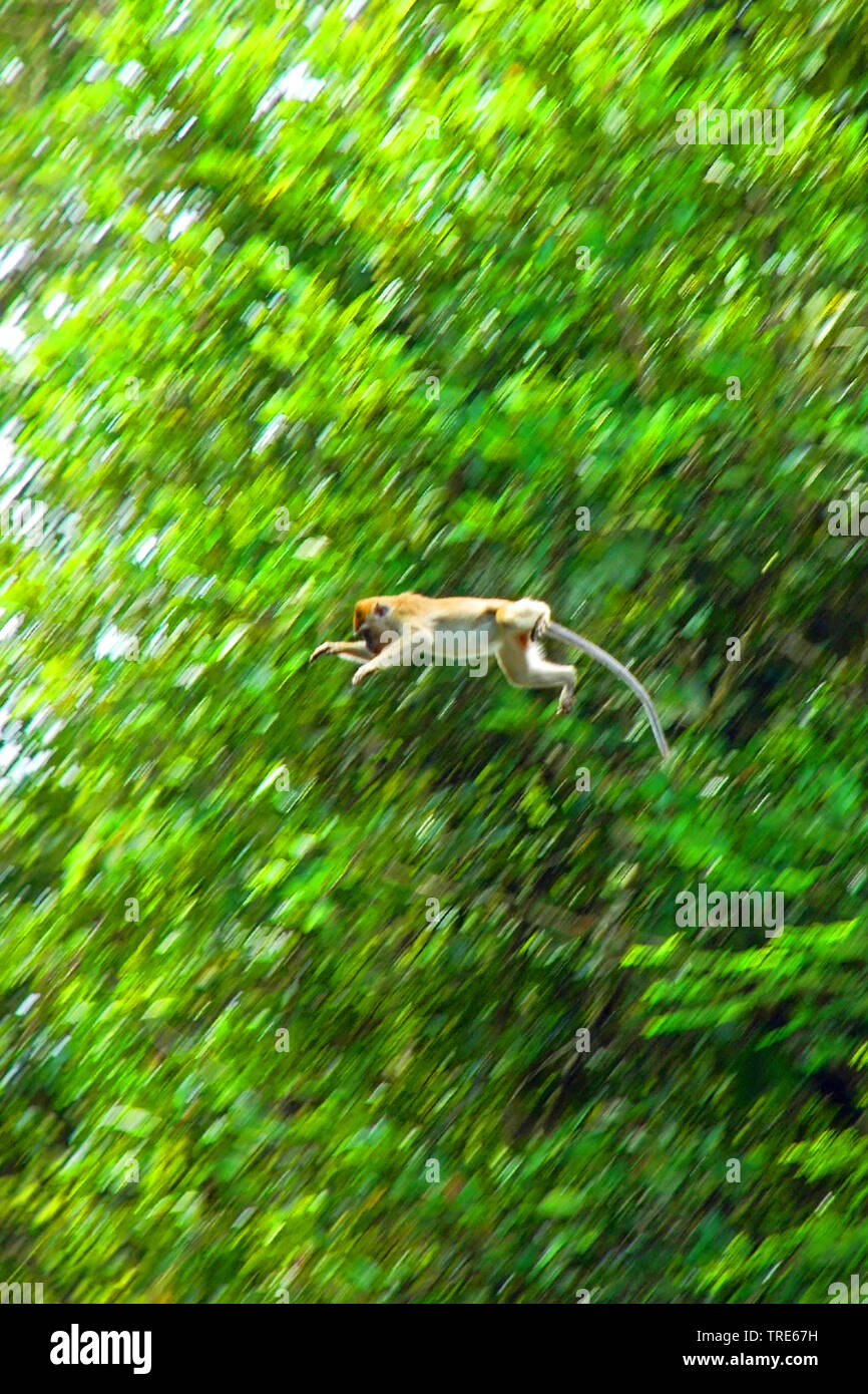 Macachi mangiatori di granchi, Java macaco macaco Longtailed (Macaca fascicularis, Macaca IRU), salti, Indonesia, Borneo Foto Stock