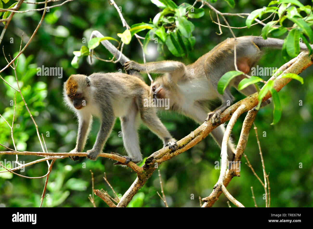 Macachi mangiatori di granchi, Java macaco macaco Longtailed (Macaca fascicularis, Macaca IRU), maschio e femmina, Indonesia, Borneo Foto Stock