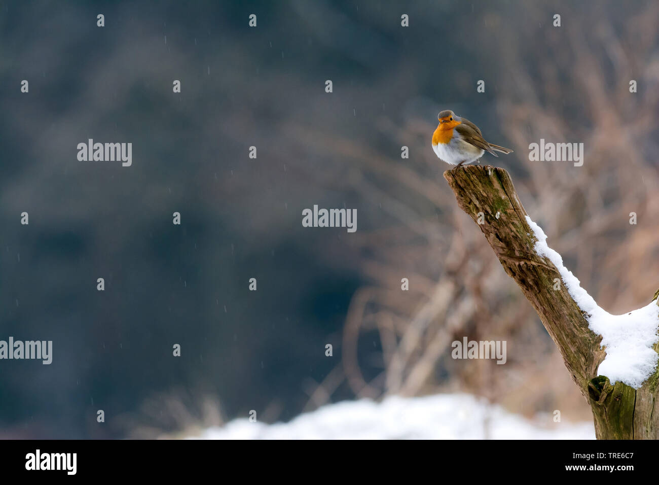 Unione robin (Erithacus rubecula), seduto su un palo nella neve, Paesi Bassi Foto Stock