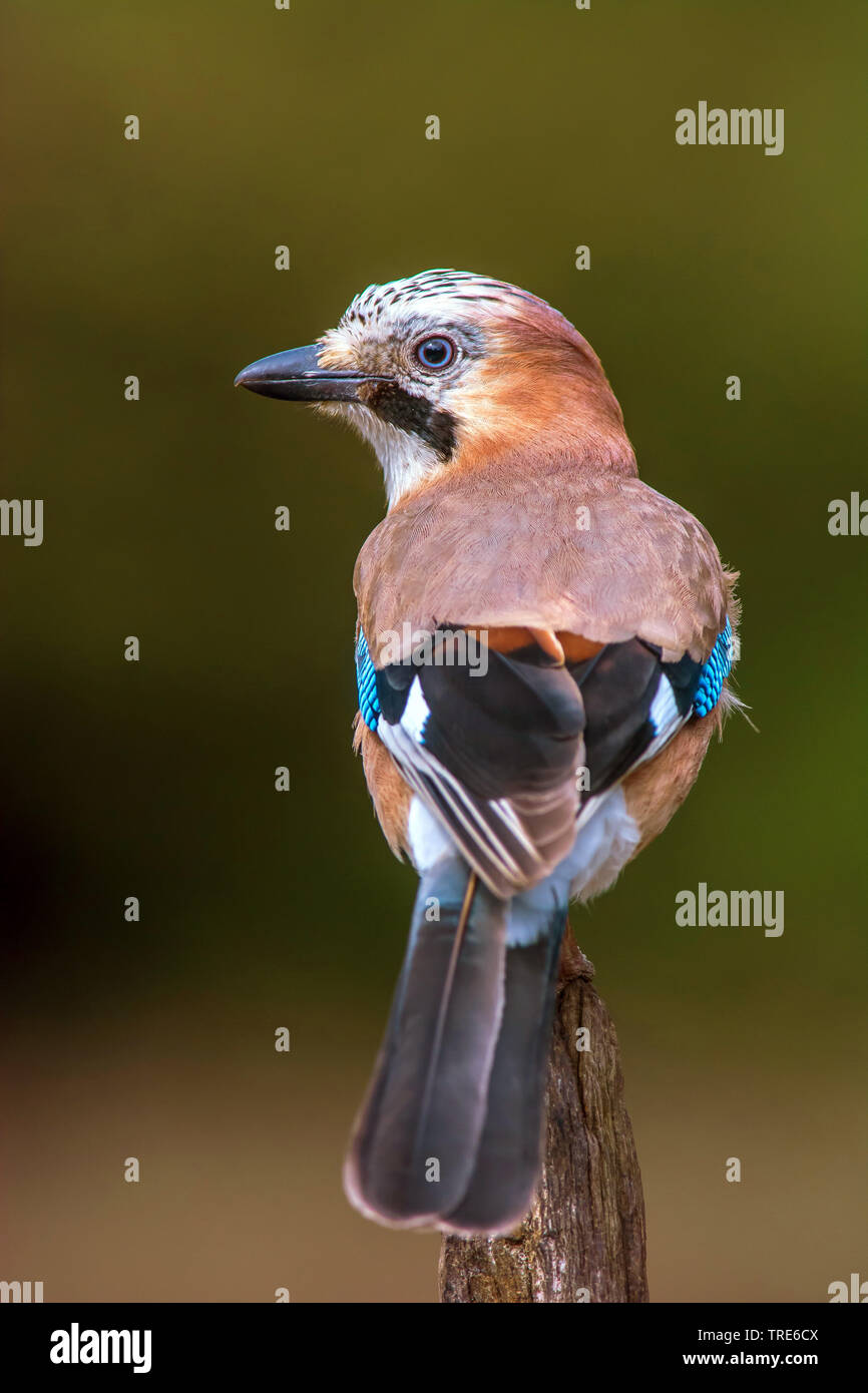 Jay (Garrulus glandarius), seduto su un post, Paesi Bassi Overijssel Foto Stock