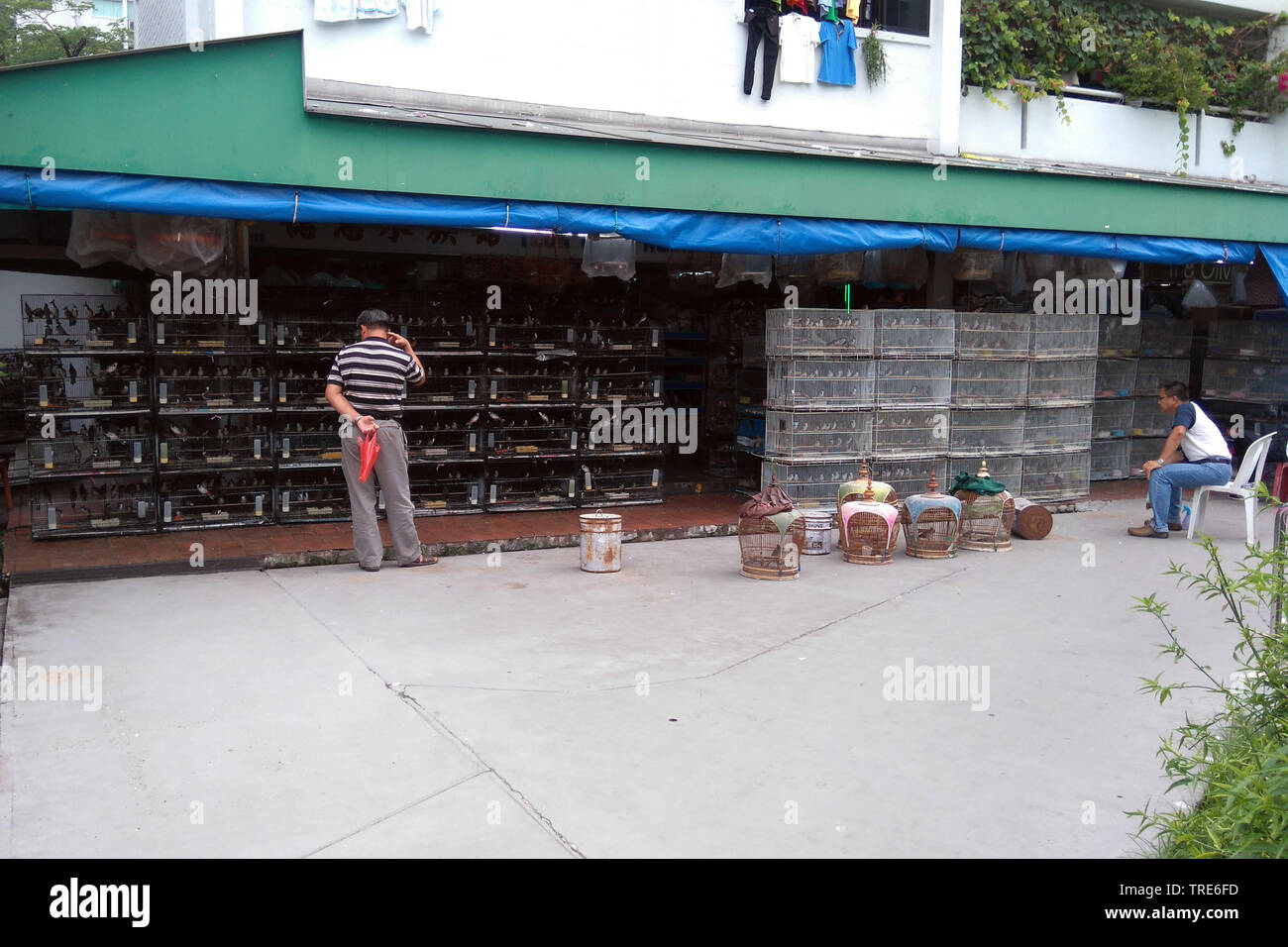 Il Pet bird negozi pieni di illegale di uccelli catturati, Singapore Foto Stock