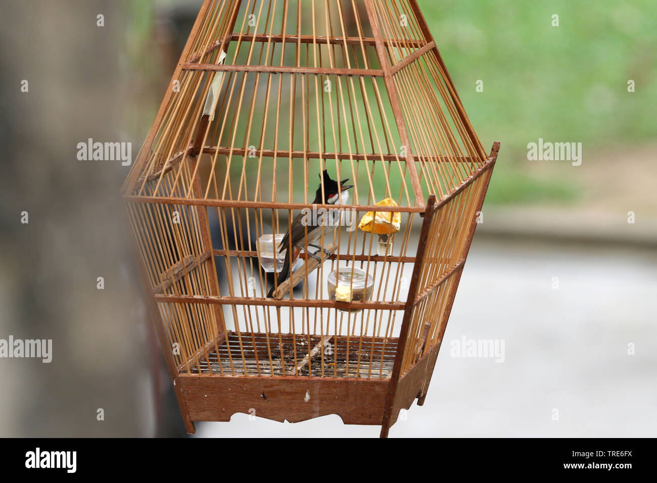 Il Pet bird negozi pieni di illegale di uccelli catturati, Singapore Foto Stock