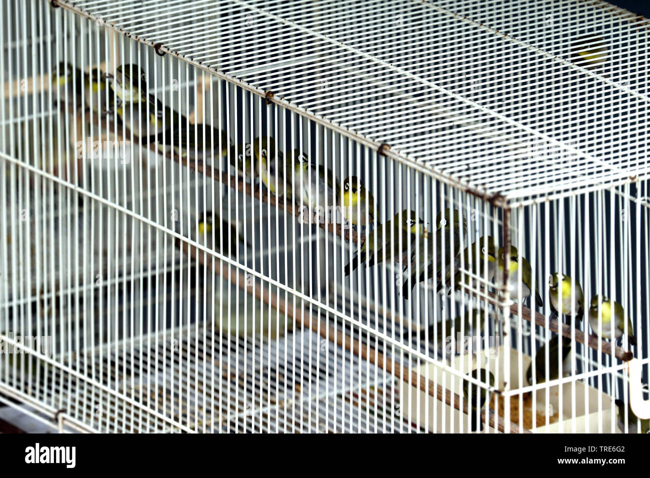 Il Pet bird negozi pieni di illegale di uccelli catturati, Singapore Foto Stock