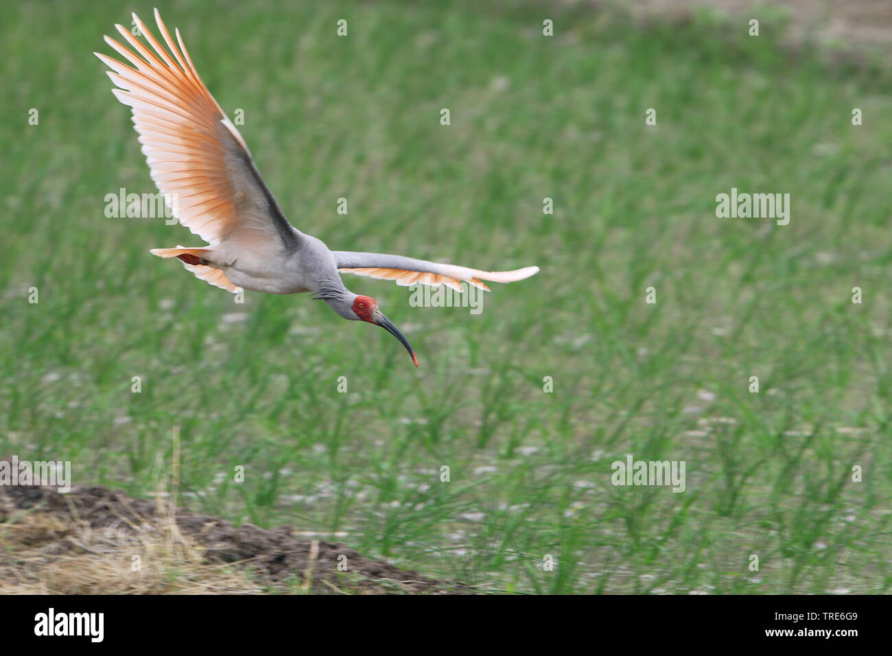 Giapponese ibis crestato (Nipponia nippon), riscoperto nel 1981, Cina, Provincia di Shaanxi, Xian, Yangxian Foto Stock