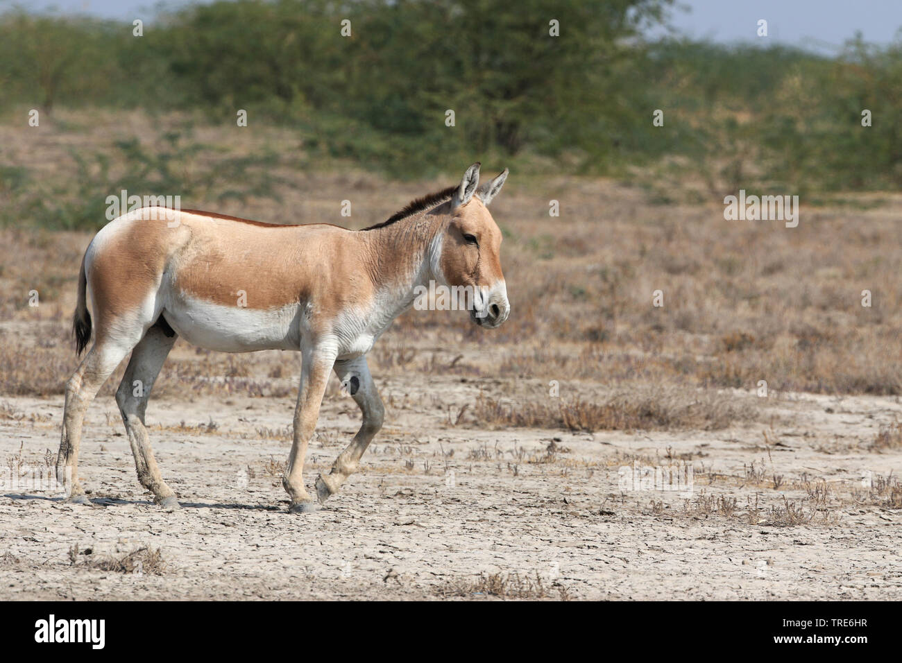 Kulan, Khur, onagro, Dziggetai (Equus hemionus), in piedi, India, Little Rann di Kutch Foto Stock