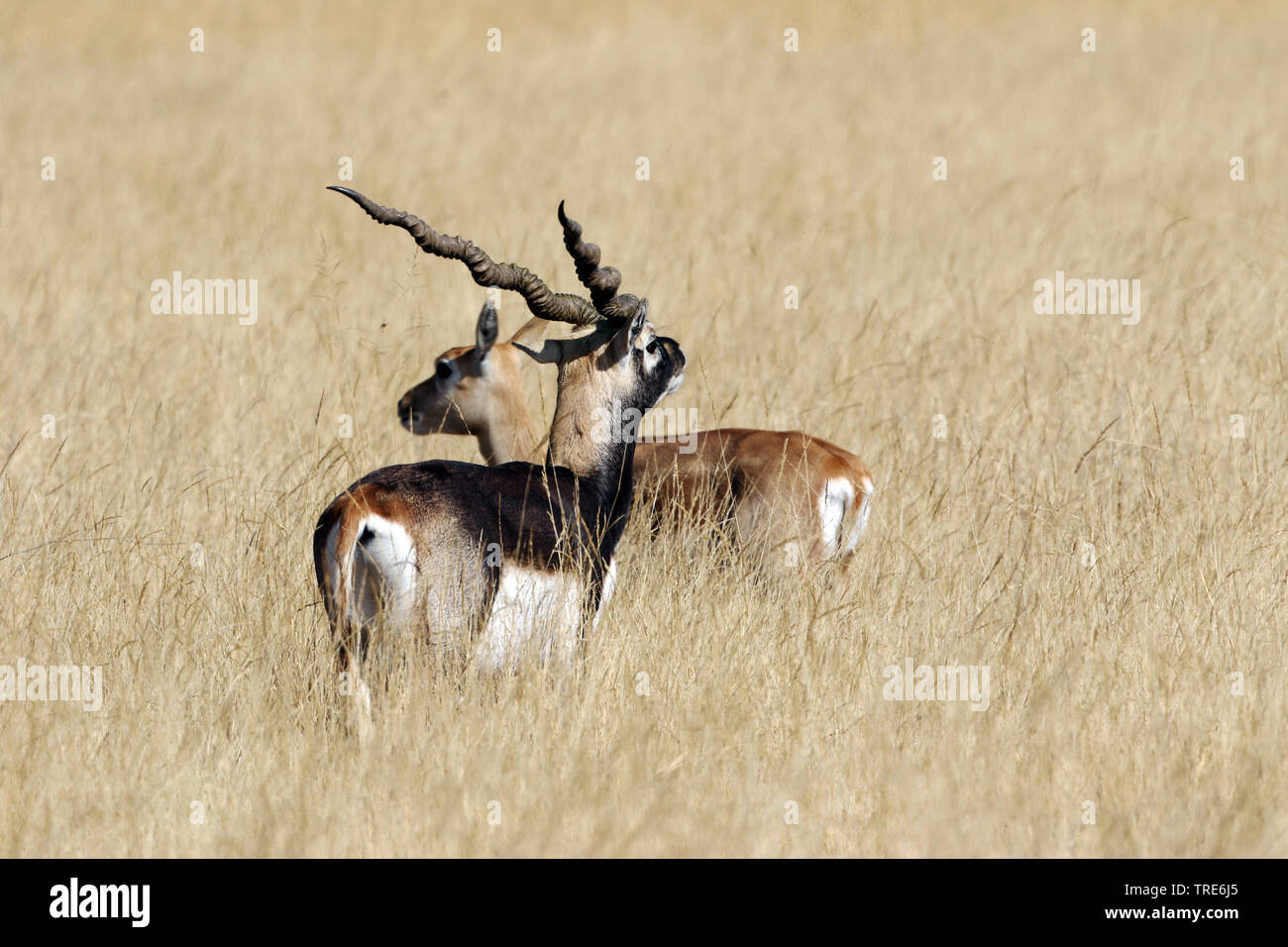 Blackbuck (Antilope cervicapra), maschio e femmina in piedi su erba secca nella savana, India, Tal Chhapar Foto Stock