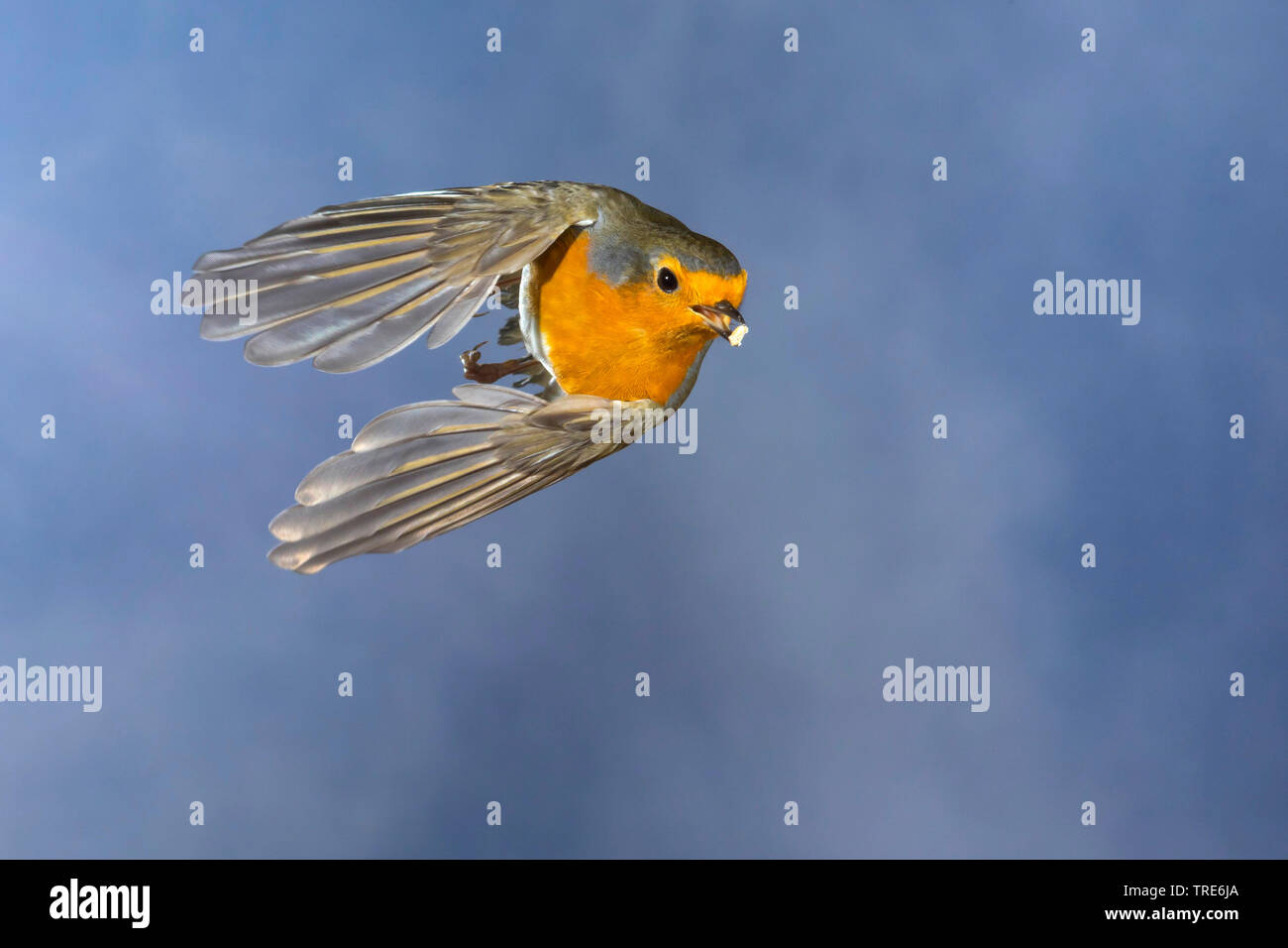 Unione robin (Erithacus rubecula), in volo con i mangimi in bolletta, vista frontale, Germania Foto Stock