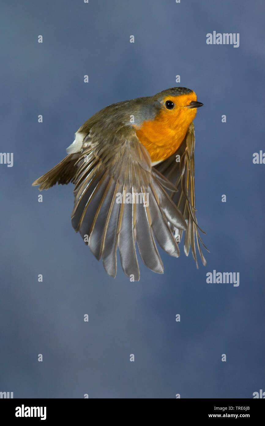 Unione robin (Erithacus rubecula), in volo, vista laterale, Germania Foto Stock
