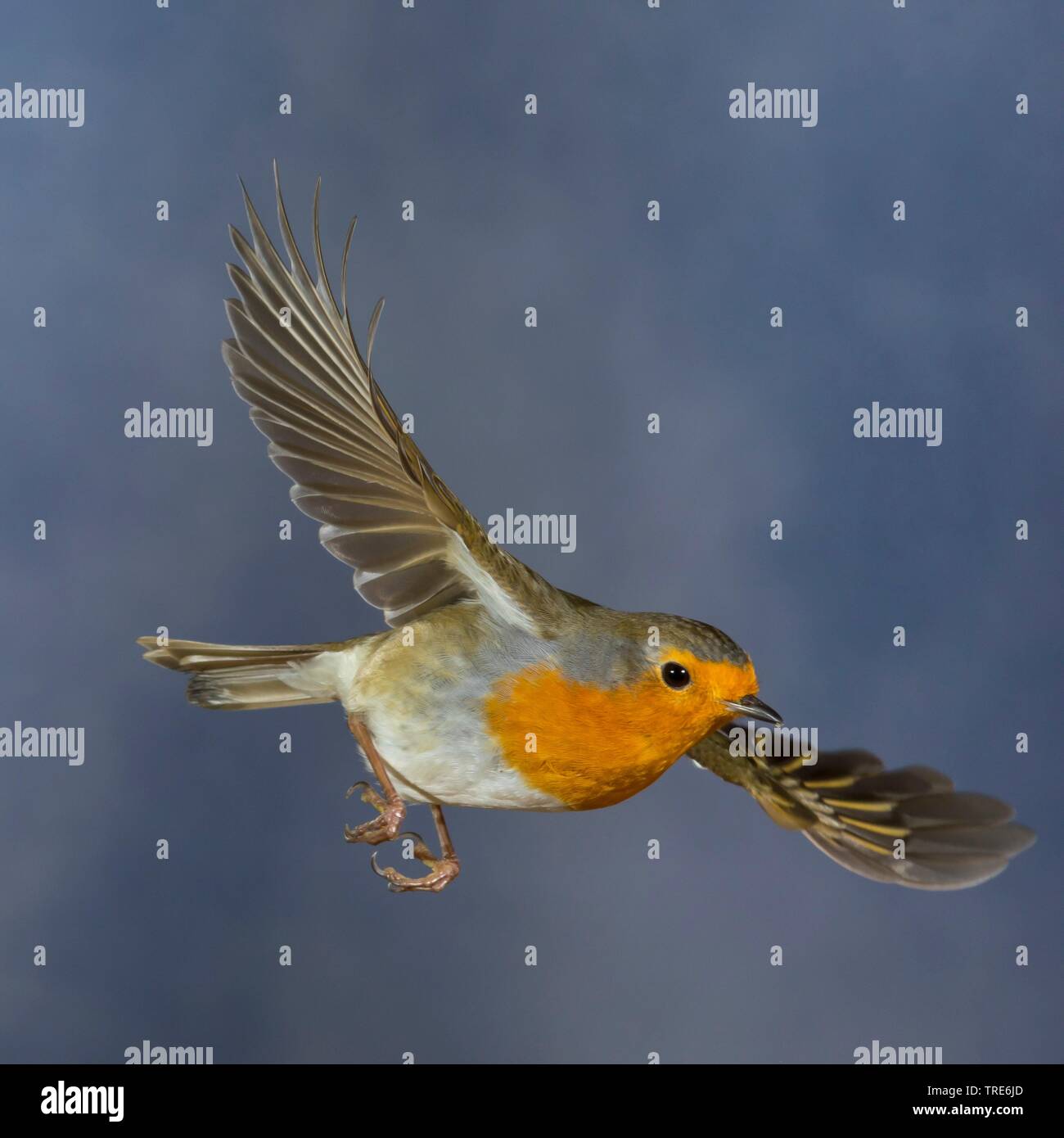 Unione robin (Erithacus rubecula), in volo, vista laterale, Germania Foto Stock