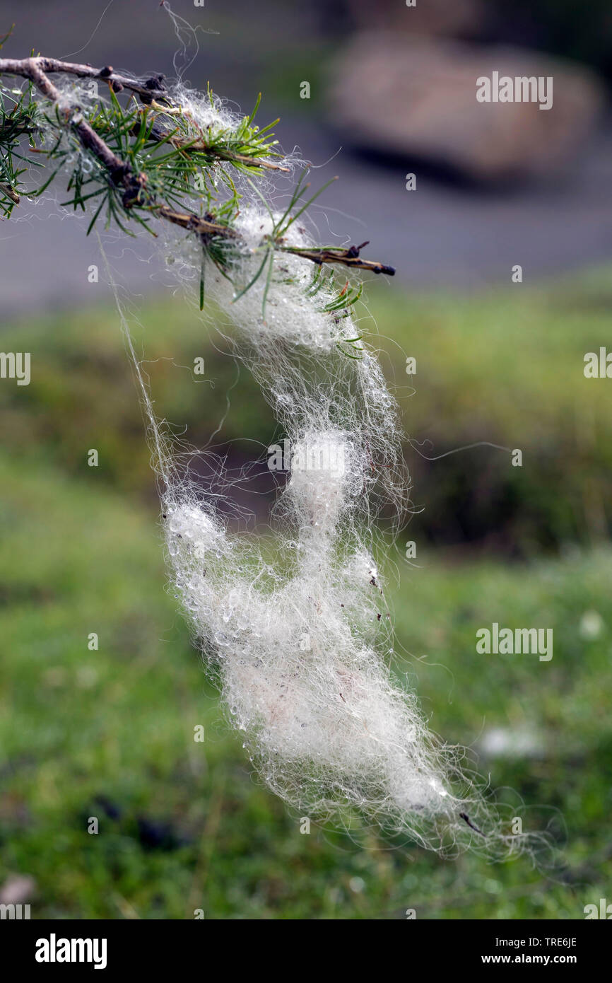 Gli animali domestici delle specie ovina (Ovis ammon f. aries), la lana di pecora su un ramo, Islanda Foto Stock