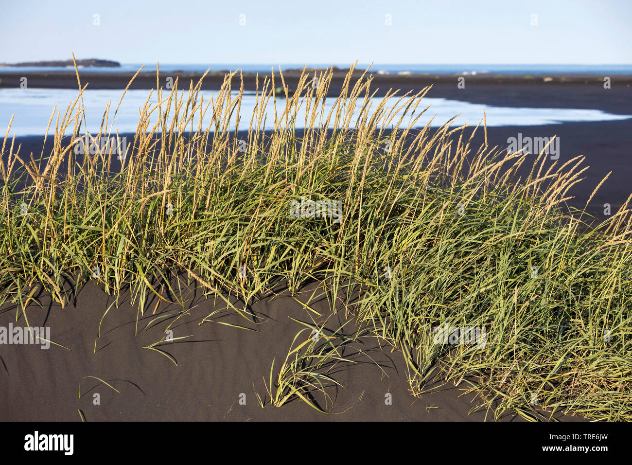 Blu erba di Lyme, sabbia di loglio, mare lyme erba, erba di Lyme (Elymus arenarius, Leymus arenarius), sulla spiaggia, Islanda Foto Stock