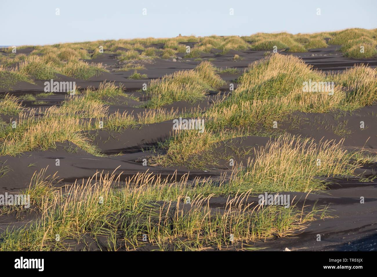 Blu erba di Lyme, sabbia di loglio, mare lyme erba, erba di Lyme (Elymus arenarius, Leymus arenarius), sulla spiaggia, Islanda Foto Stock