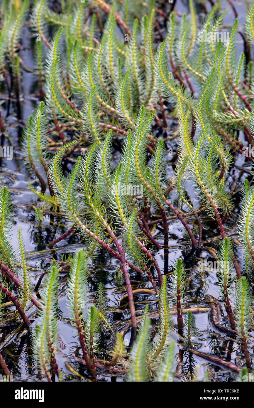 Mare di coda, comune del mare di coda (Hippuris vulgaris), in acqua, Islanda Foto Stock
