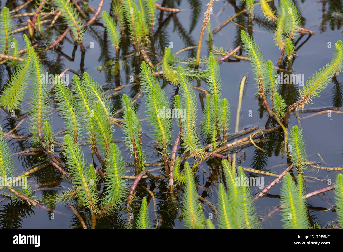 Mare di coda, comune del mare di coda (Hippuris vulgaris), in acqua, Islanda Foto Stock