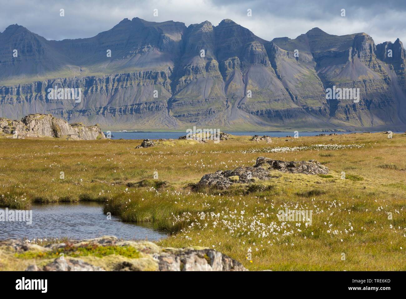 Vista sulla tundra e stagni con erba di cotone vicino a Breidalsvik, sullo sfondo delle montagne del Kambanes penninsula, Islanda Foto Stock