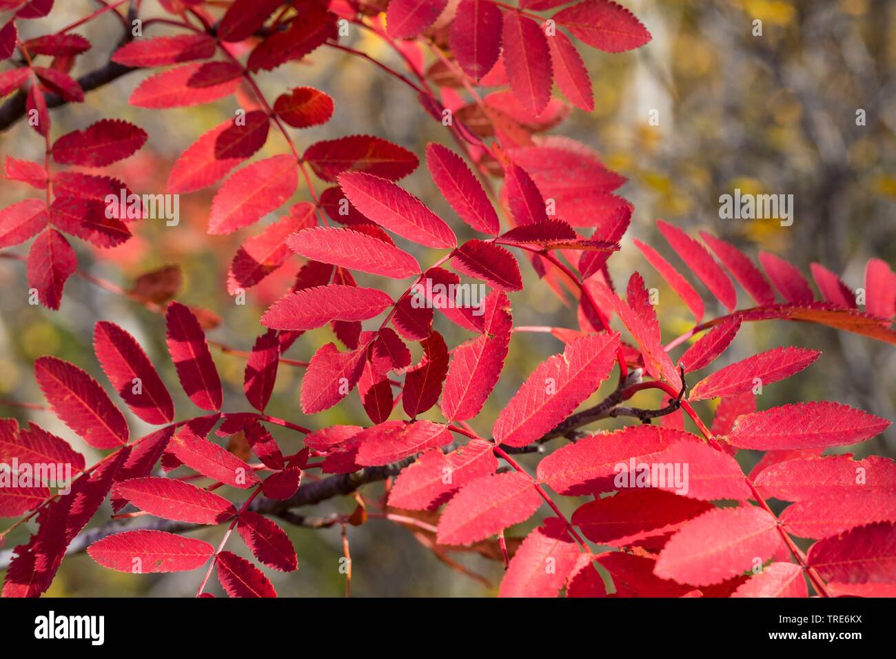 European mountain-cenere, rowan tree (Sorbus aucuparia), con i colori autunnali, Islanda Foto Stock