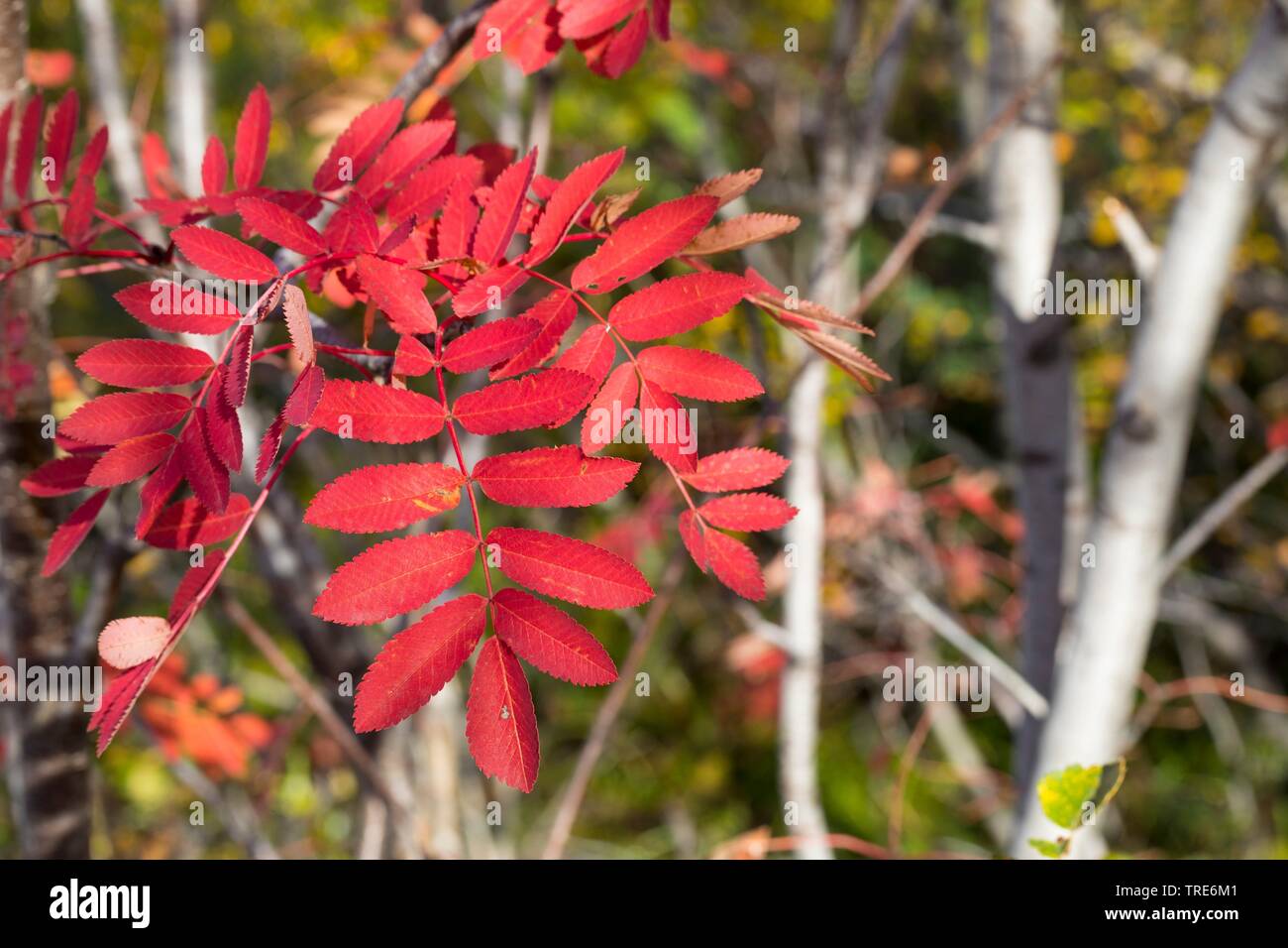 European mountain-cenere, rowan tree (Sorbus aucuparia), con i colori autunnali, Islanda Foto Stock