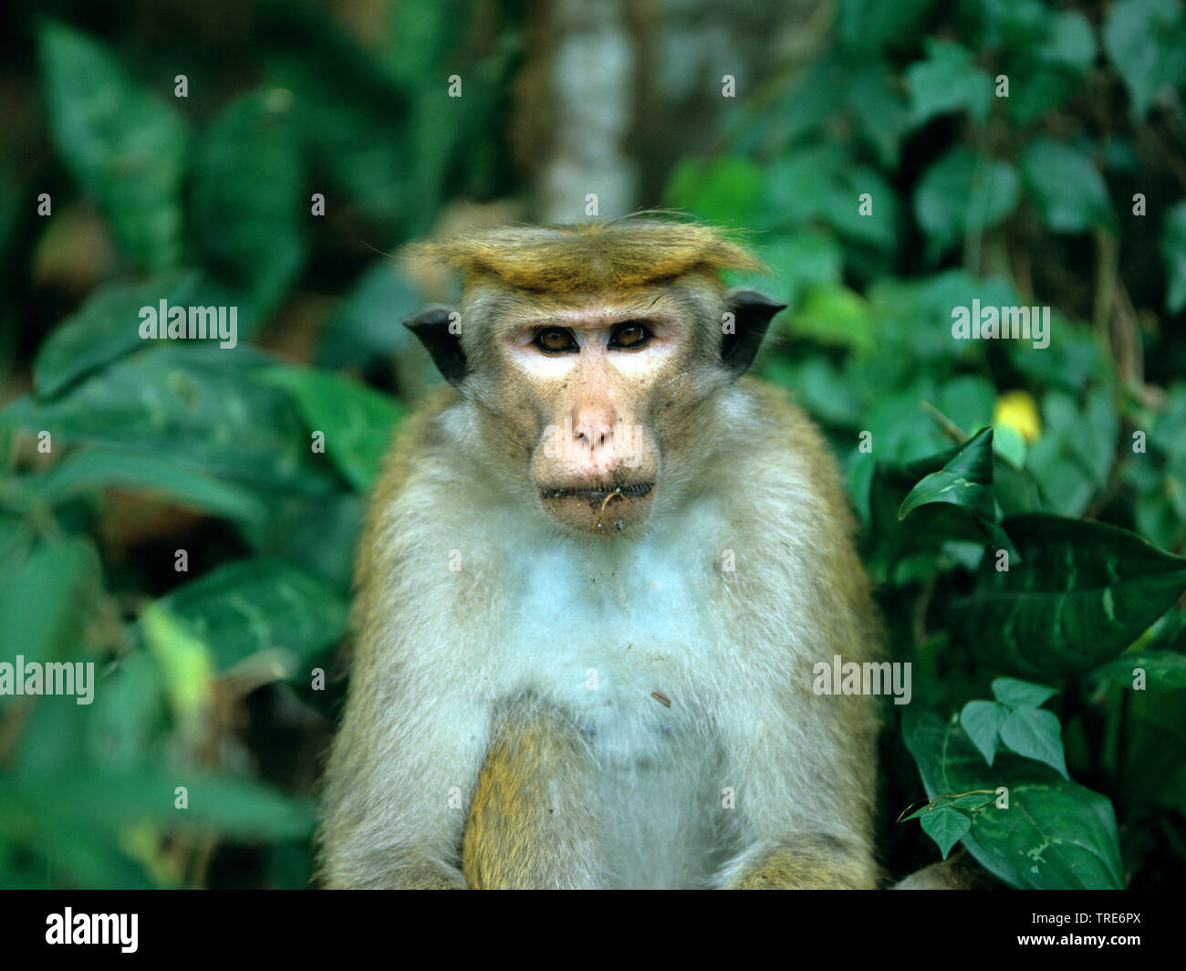 Toque macaque (Macaca sinica), ritratto Foto Stock