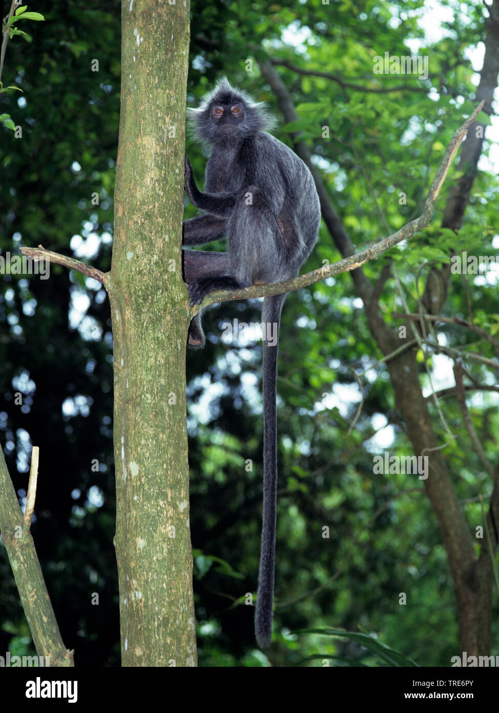 Nastrare leaf monkey, nero-crested foglia-scimmia, surili (Presbytis melalophos crucigera), sottospecie grigio Foto Stock