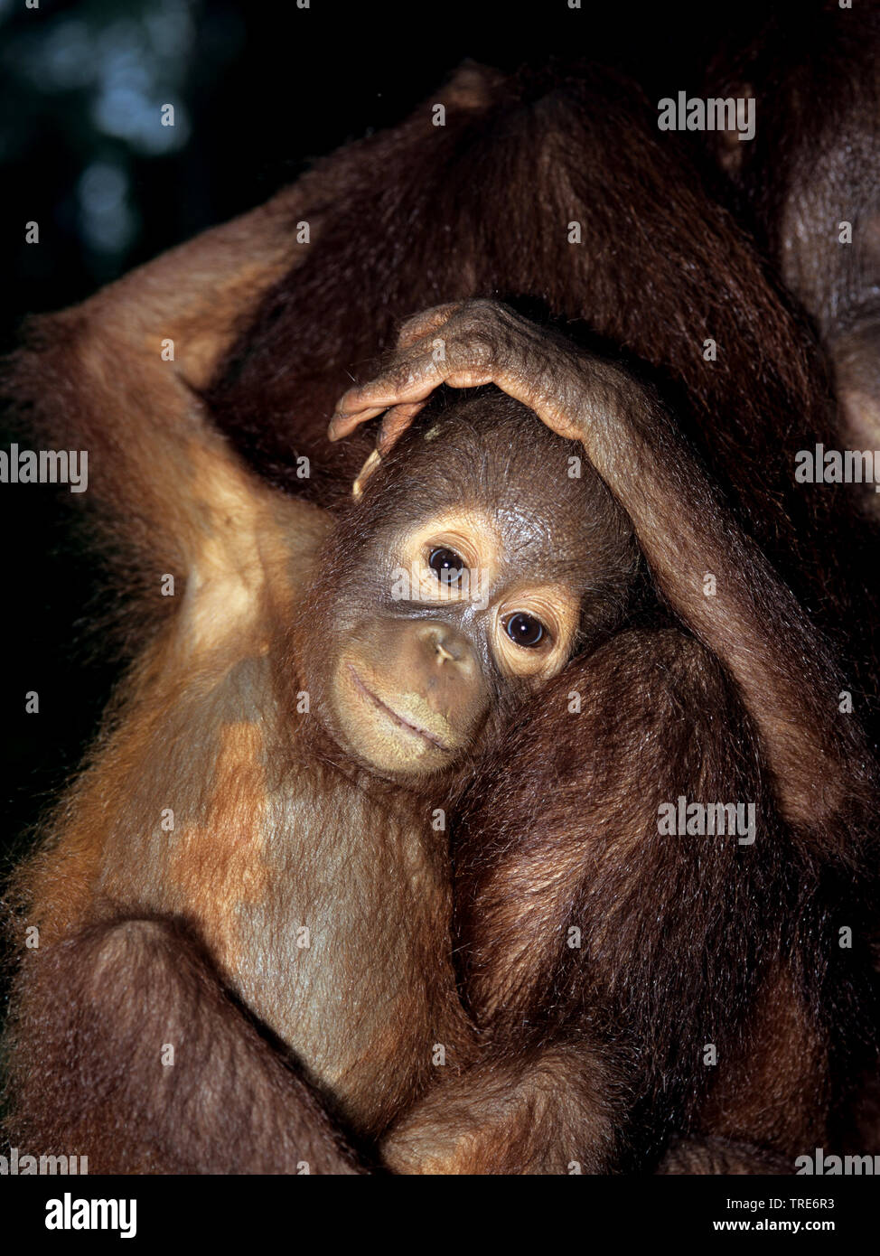 Orango, orangutan, orang-outang (Pongo pygmaeus), pup appoggiata sulla sua madre, Malesia, Borneo Foto Stock