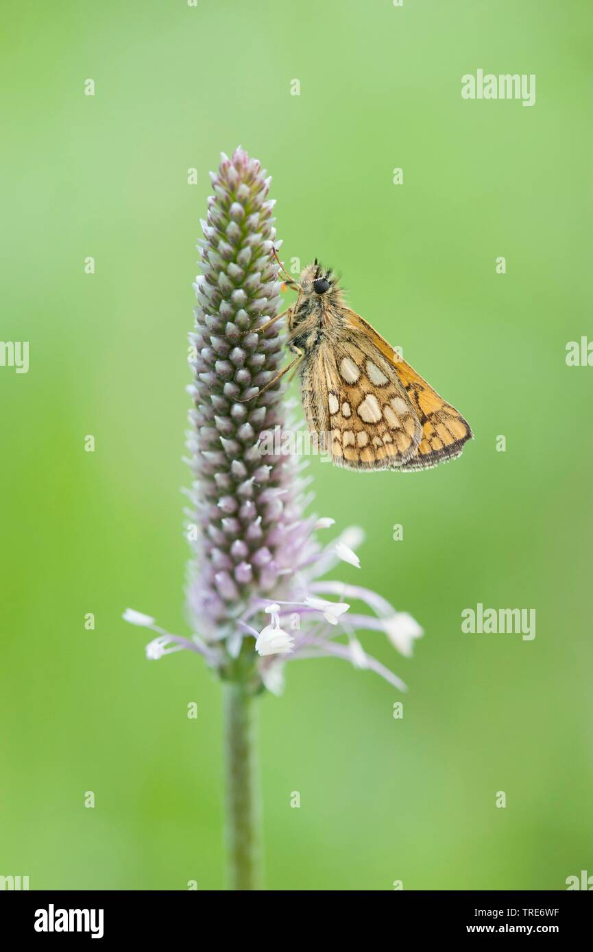 Skipper a scacchi, Arctic Skipper (Carterocephalus palaemon, Pamphila palaemon), seduti su infiorescenza, vista laterale, Germania Foto Stock