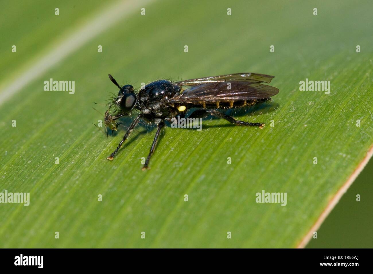 Robberfly (cfr. Choerades femorata), seduta su una foglia, Germania Foto Stock
