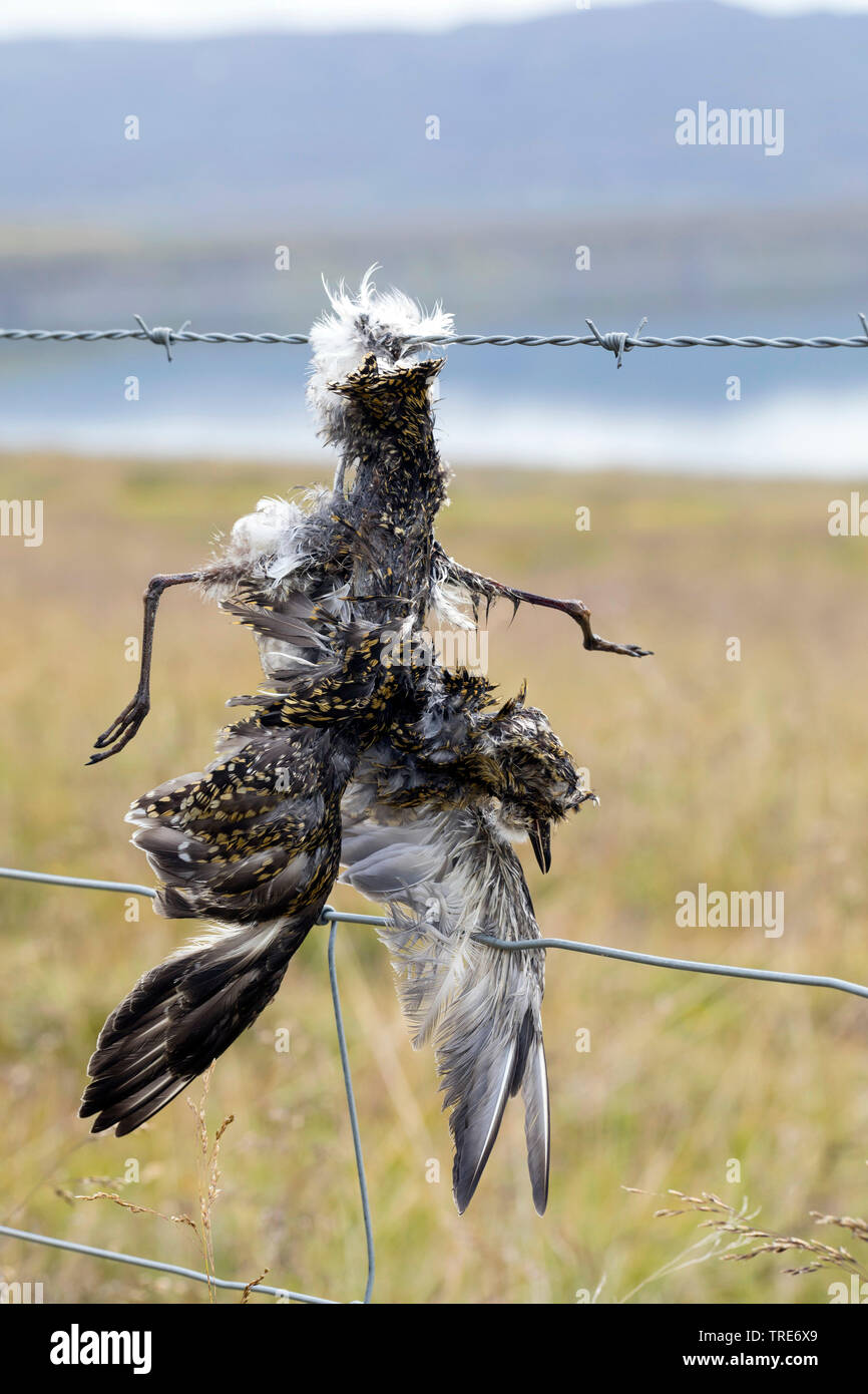 Redwing (Turdus iliacus), un uccello muore di filo spinato, Islanda Foto Stock