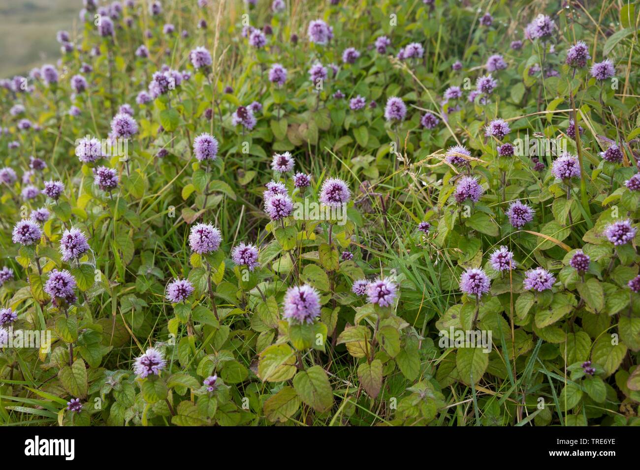 Wild Water mint, acqua di menta, menta Cavallo (Mentha aquatica), fioritura, Islanda Foto Stock