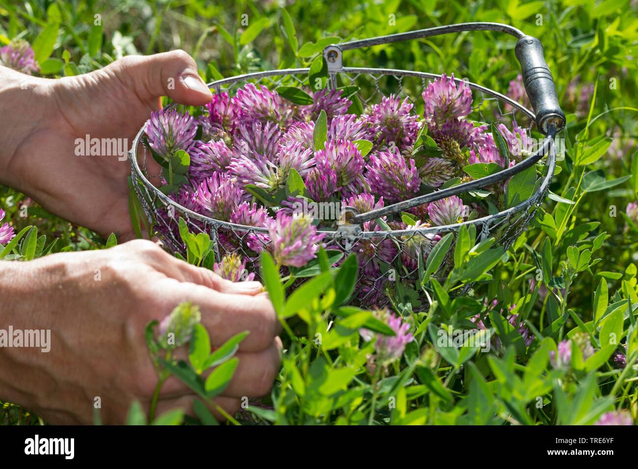 Trifoglio rosso (Trifolium pratense), la raccolta di trifoglio rosso, Germania Foto Stock