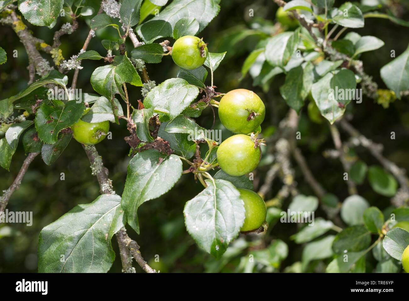 Crab Apple, granchio selvatico (Malus sylvestris), il ramo con frutti, Germania Foto Stock