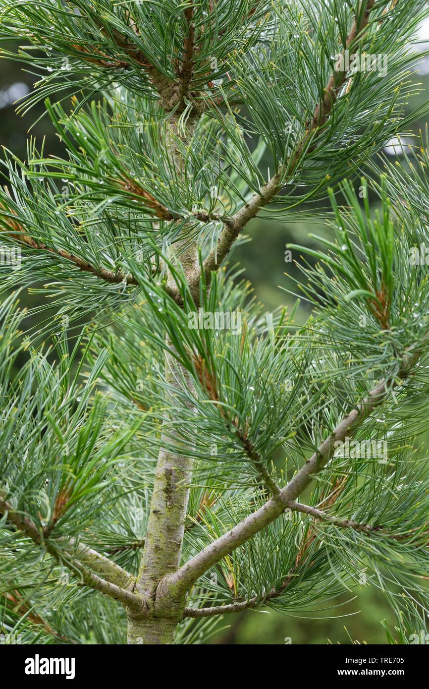 Il cembro, arolla pine (Pinus cembra), rami, Germania Foto Stock