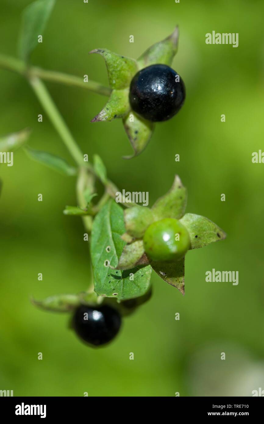 La mortale Nightshade (Atropa bella-donna, atropa belladonna), frutta, Germania Foto Stock