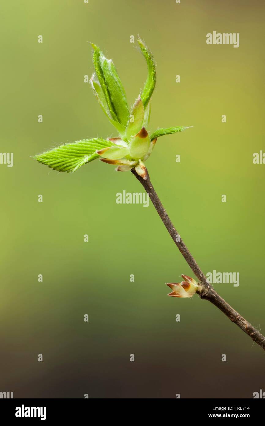Carpino comune di Carpino europeo (Carpinus betulus), rompendo bud, Germania Foto Stock