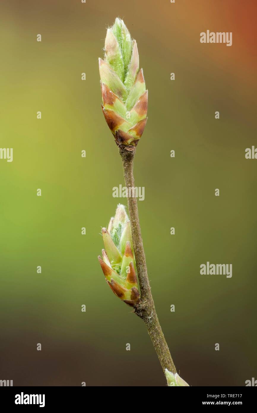 Carpino comune di Carpino europeo (Carpinus betulus), rompendo bud, Germania Foto Stock