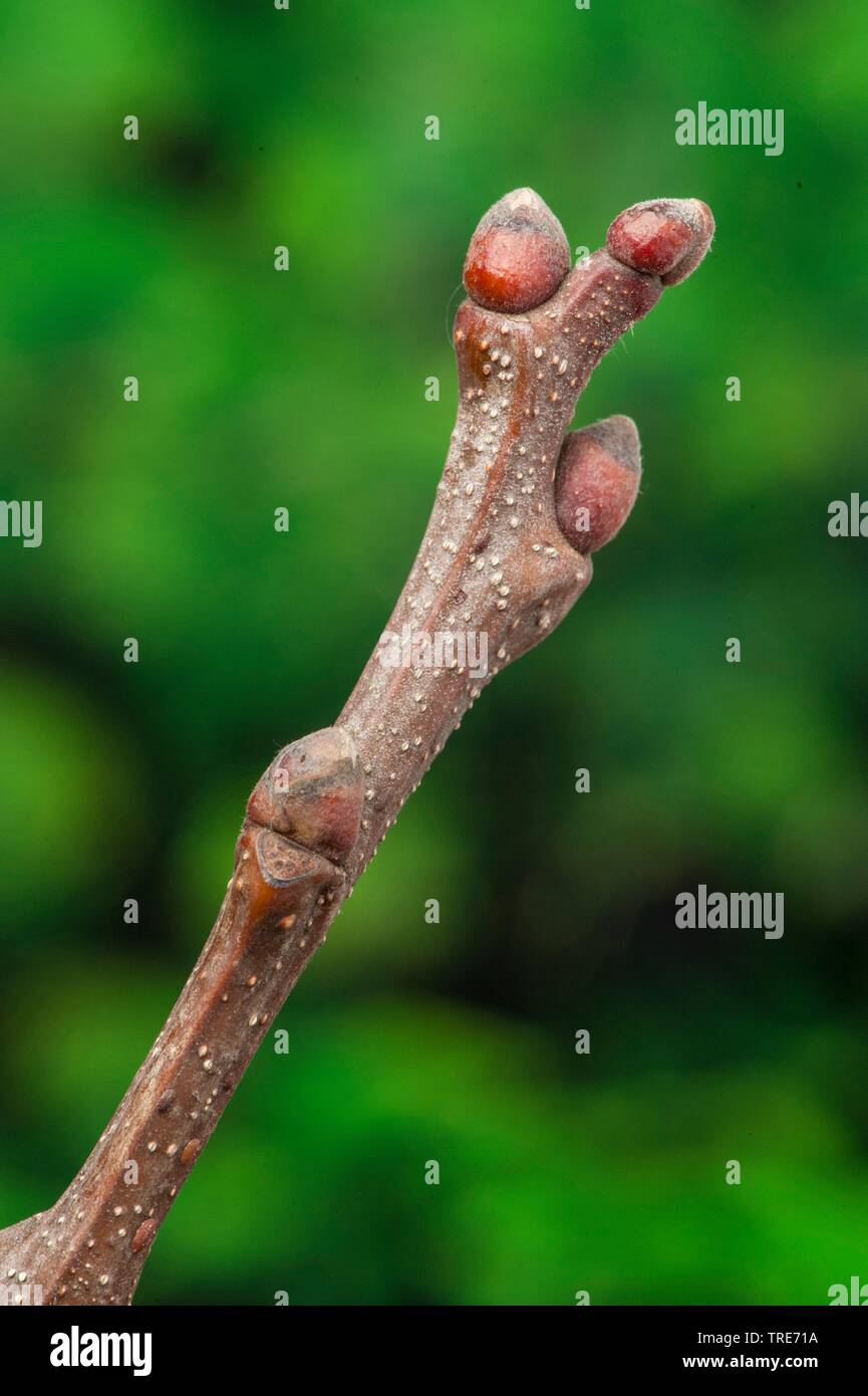 Castagno, dolce castagno (Castanea sativa), il ramo con le gemme, Germania Foto Stock