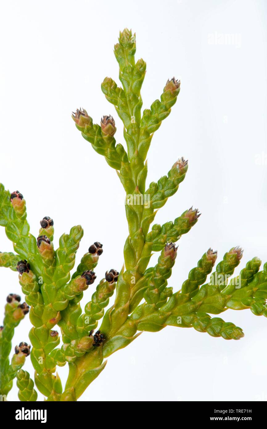 Cedro giallo, bianco orientale cedro (Thuja occidentalis), il ramo con fiori maschili e la fioritura di coni, ritaglio Foto Stock