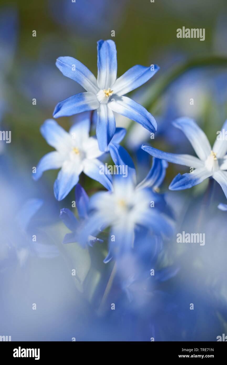Grosse Sternhyazinthe (Chionodoxa siehei), Blueten | Vedi la gloria-della-Neve (Chionodoxa siehei), fiore | BLWS518912.jpg [ (c) blickwinkel/F. Teigl Foto Stock