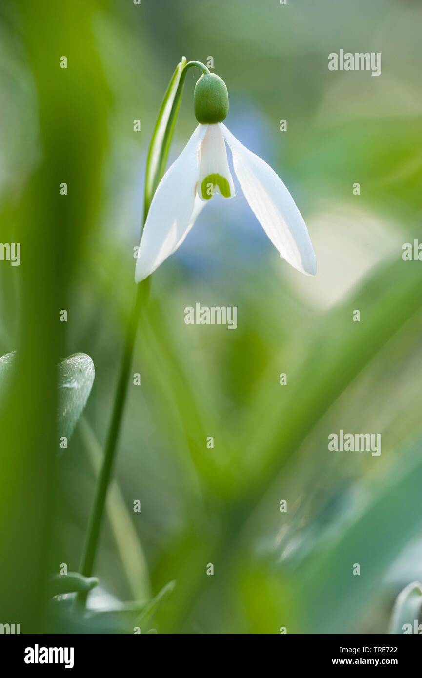 Comune (snowdrop Galanthus nivalis), fiore in controluce, Germania Foto Stock