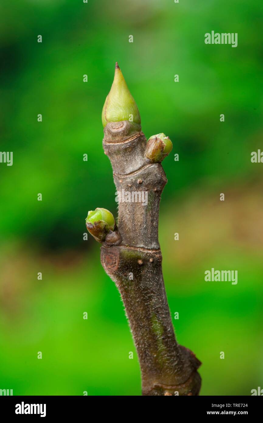 La figura commestibili, comune fig, Figtree (Ficus carica), ramoscello con boccioli Foto Stock