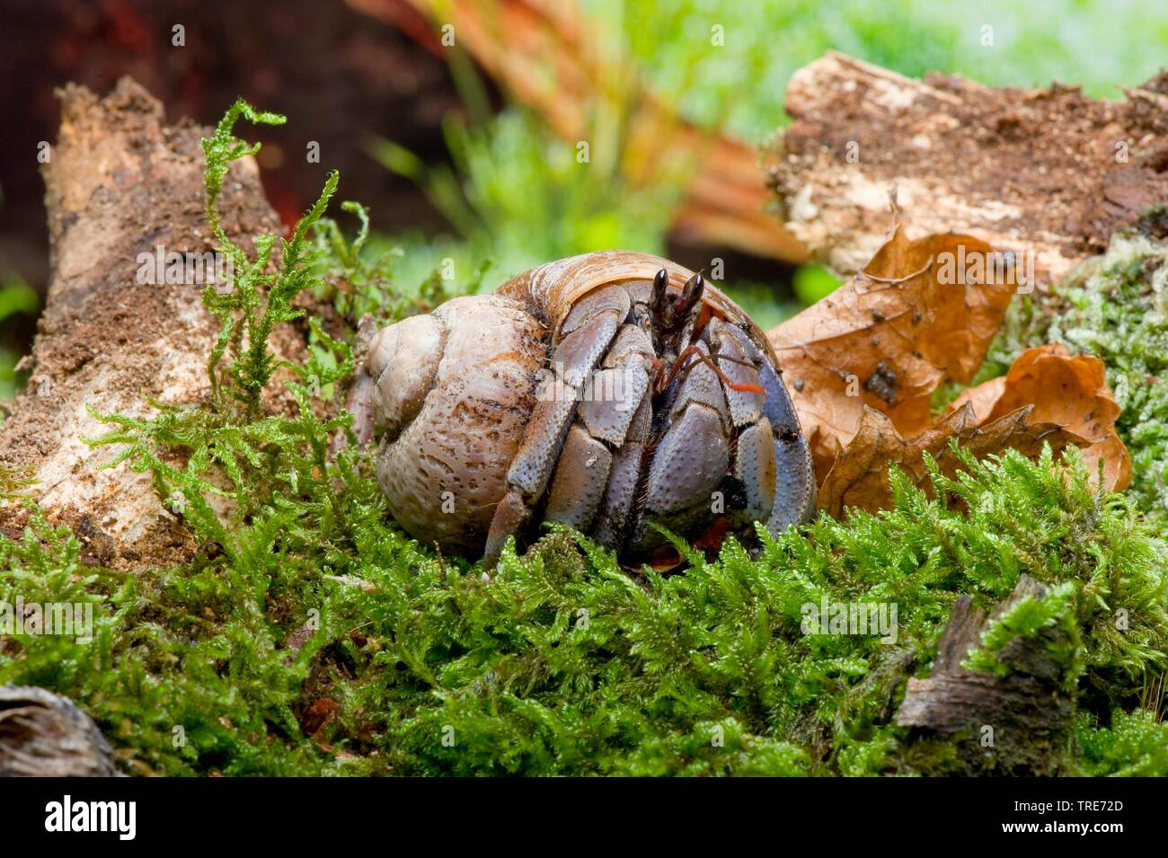 Viola Terra del rullo di estrazione granchio eremita, dei Caraibi eremita granchi (variabilis clypeatus), sul muschio Foto Stock