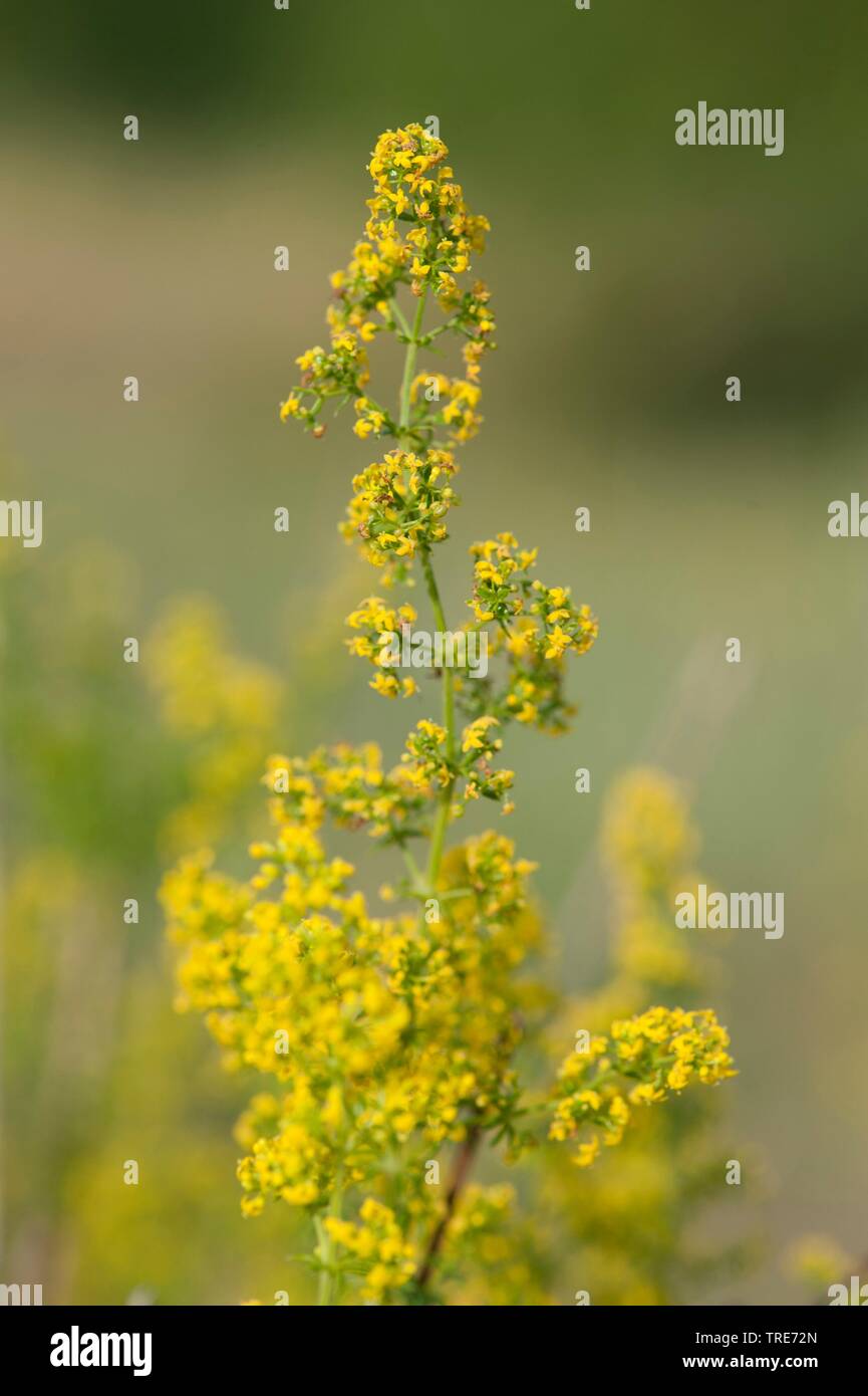 Signora bedstraw, giallo bedstraw, molla gialla (bedstraw Galium verum), fioritura, Germania Foto Stock