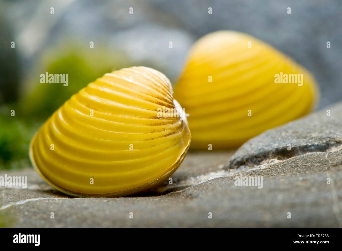 Giallo (Clam Corbicula javanicus) e due per il giallo delle vongole Foto Stock