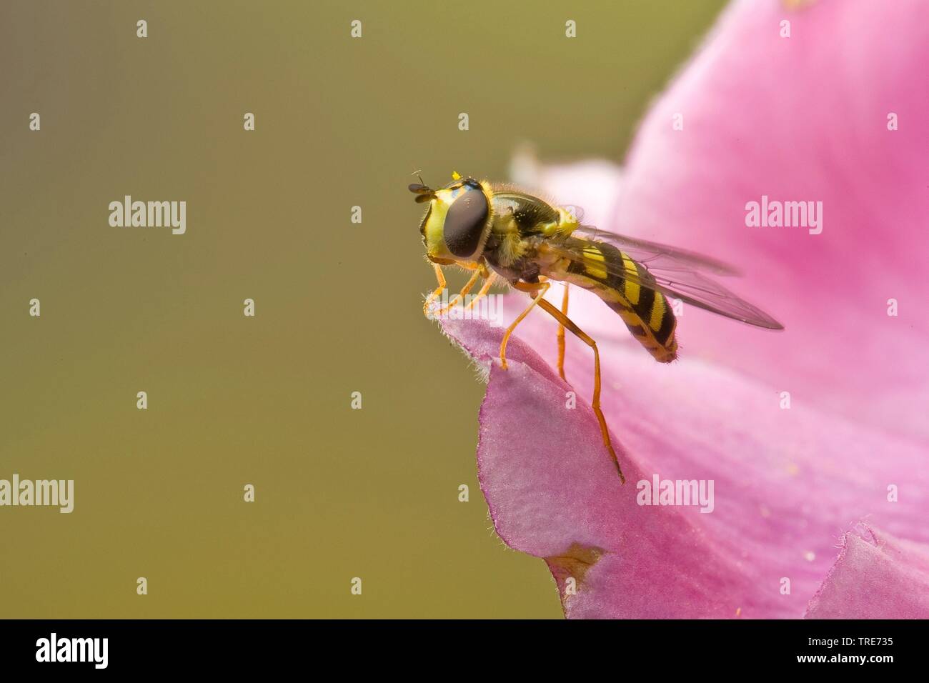 Hoverfly (Dasysyrphus albostriatus), su un fiore, Germania Foto Stock