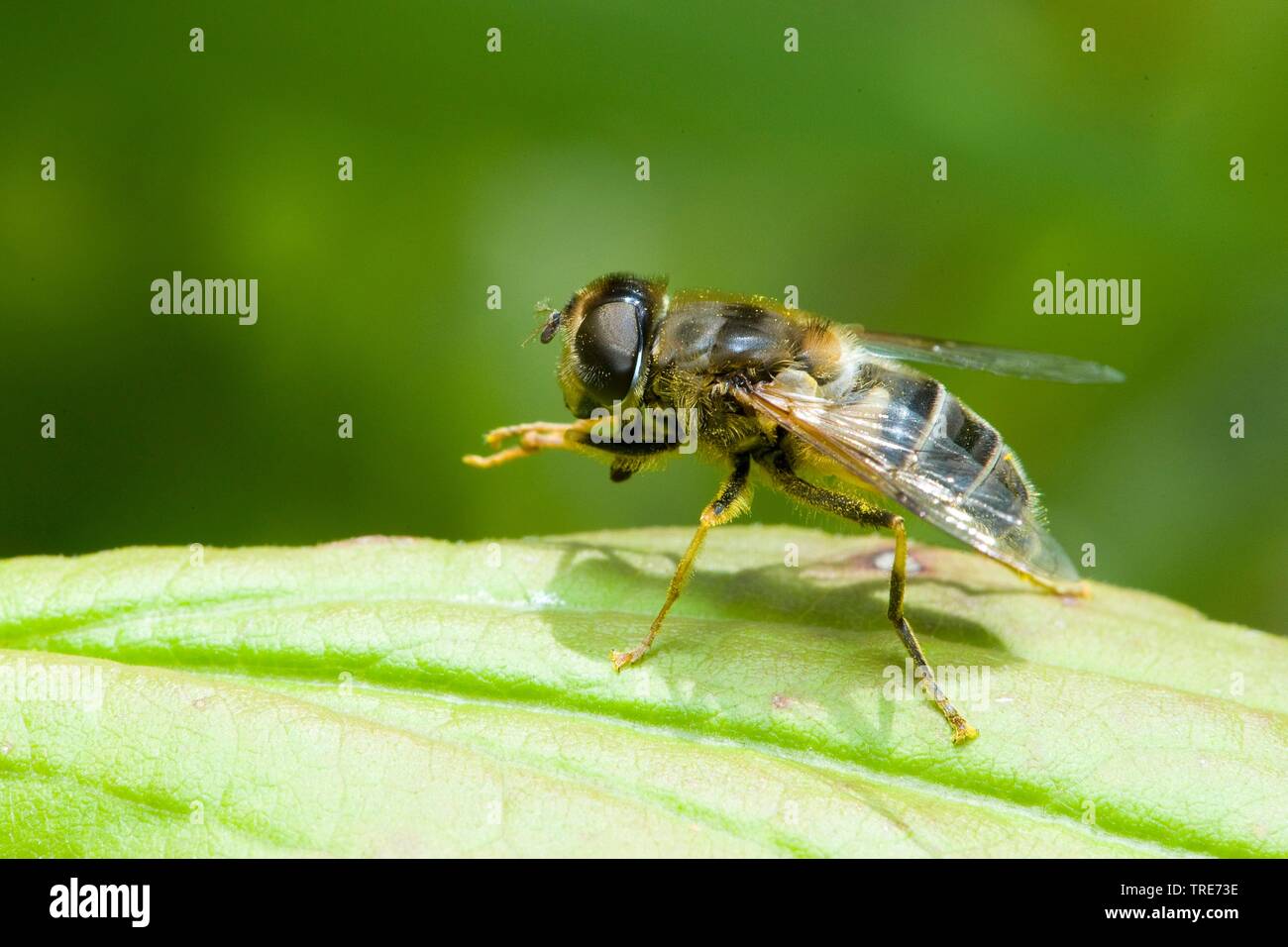 Drone fly (Eristalis pertinax), toelettatura, Germania Foto Stock