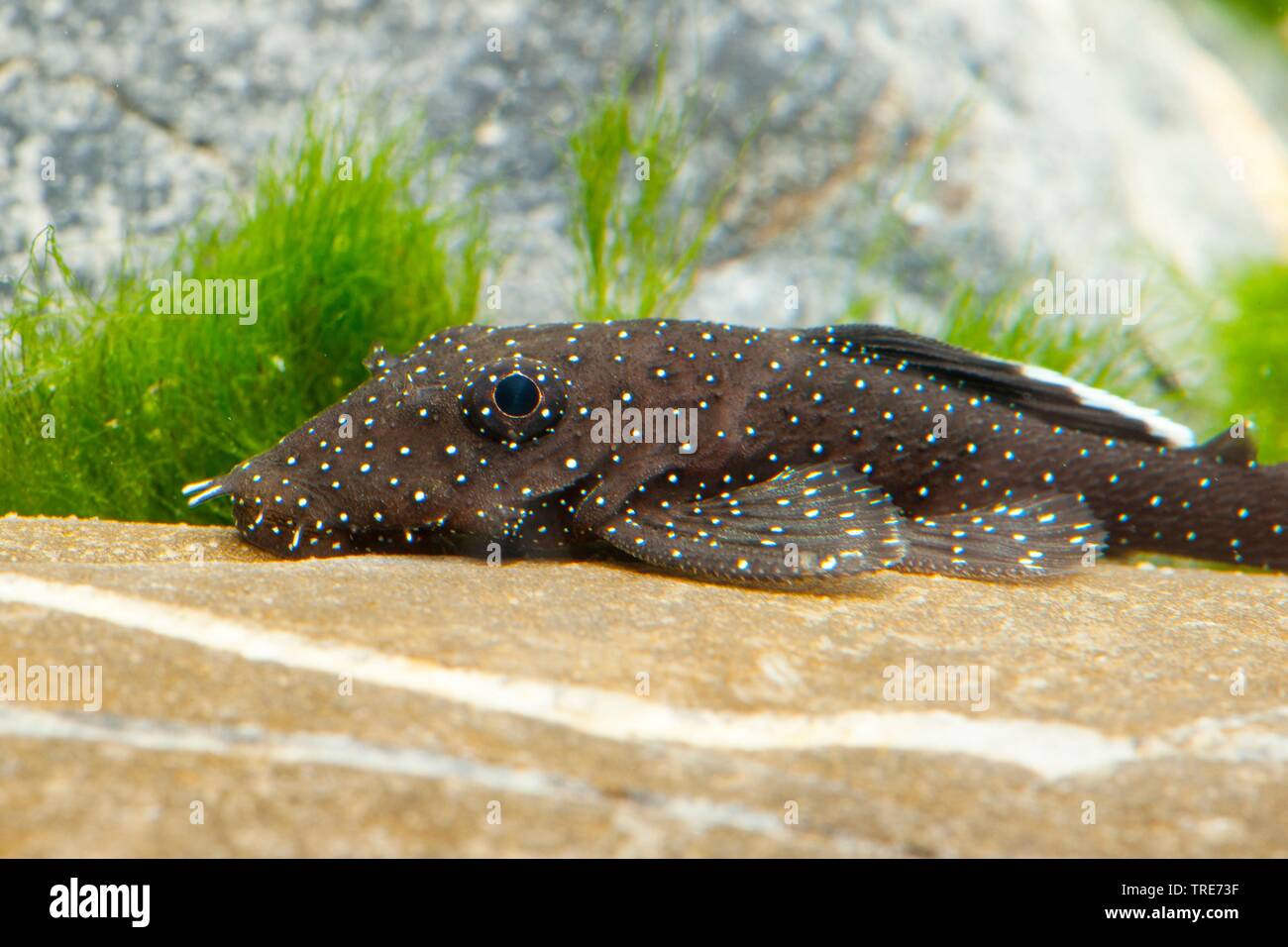 Blu-mento ancistrus, blu-mento xenocara, bushymouth catfish, oro bristlenose chiazze, big-fin bristlenose (Ancistrus dolichopterus, Xenocara dolichoptera), su una pietra Foto Stock