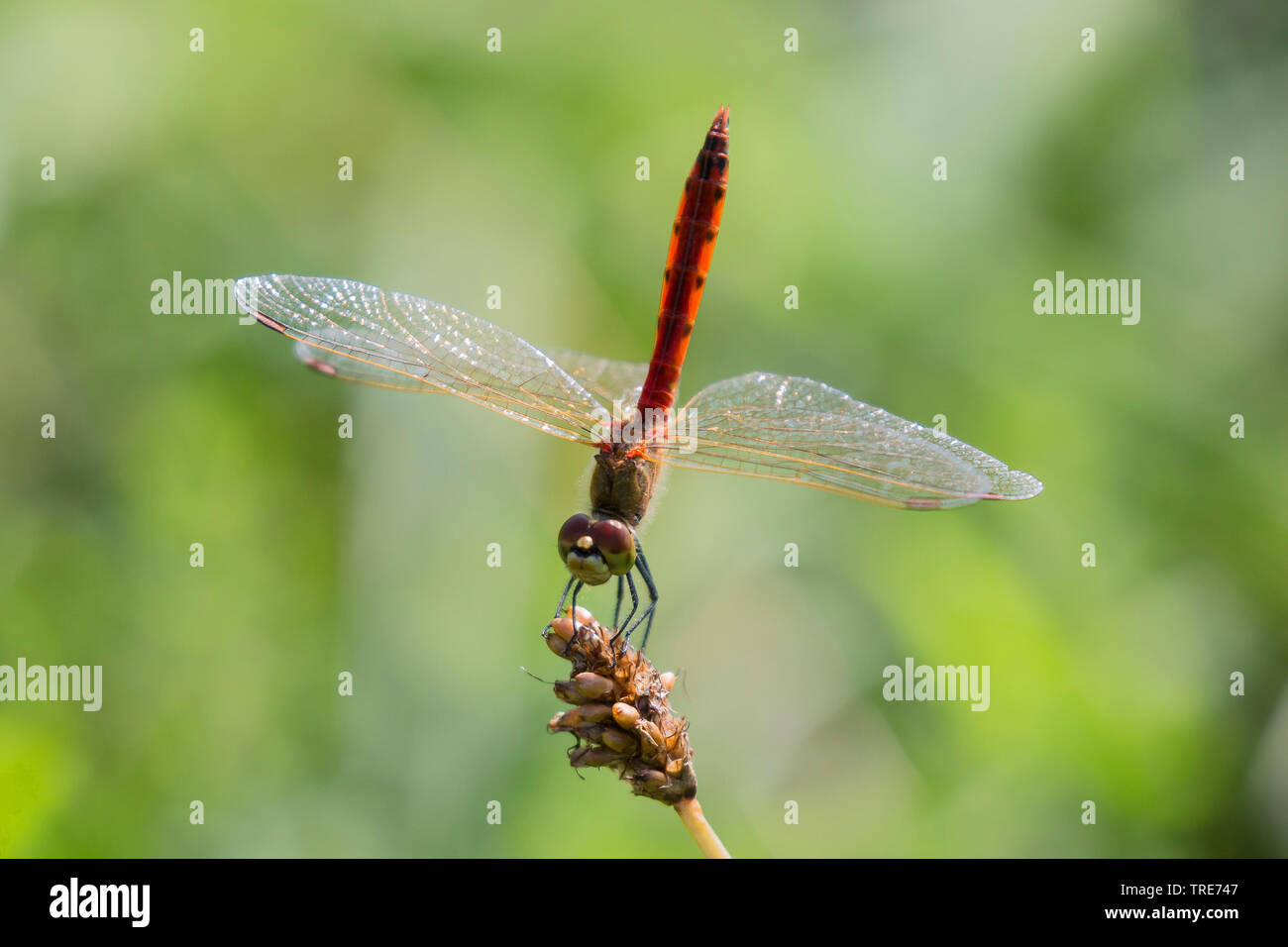 Vagrant sympetrum (Sympetrum vulgatum), allungamento della parte posteriore verso l'alto, in Germania, in Baviera, Niederbayern, Bassa Baviera Foto Stock