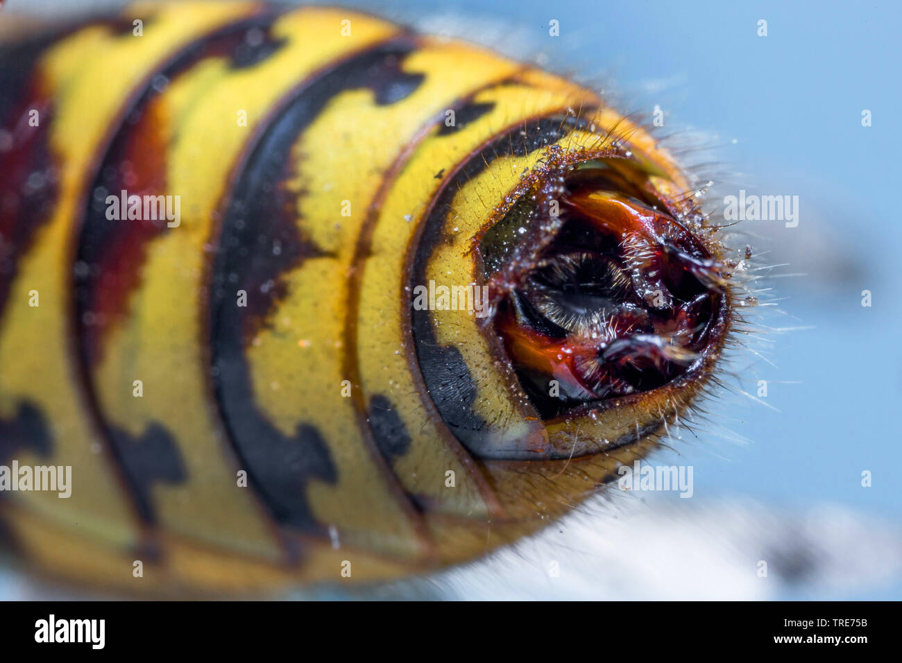 Hornet, marrone hornet, Europeo hornet (Vespa crabro), stingless indietro con gli organi genitali di un drone, magnifier shot, in Germania, in Baviera, Niederbayern, Bassa Baviera Foto Stock