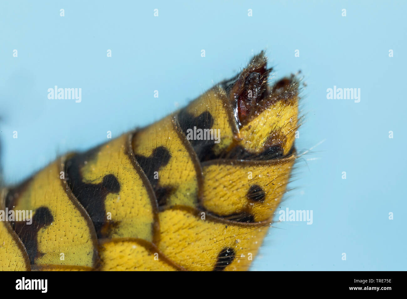 Hornet, marrone hornet, Europeo hornet (Vespa crabro), stingless indietro con gli organi genitali di un drone, magnifier shot, in Germania, in Baviera, Niederbayern, Bassa Baviera Foto Stock