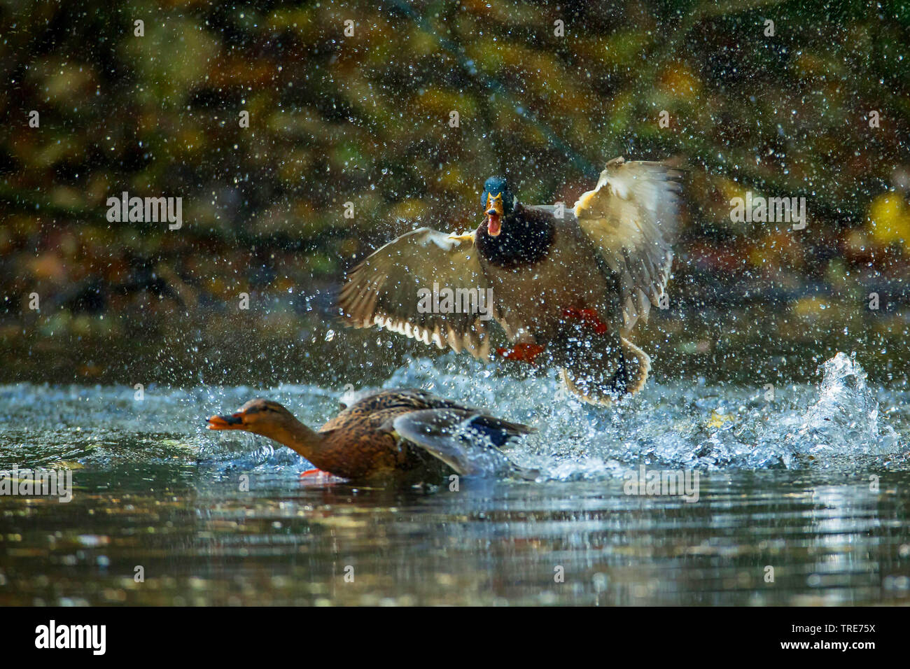 Il germano reale (Anas platyrhynchos), Drake scacciano un felmale, in Germania, in Baviera, Niederbayern, Bassa Baviera Foto Stock